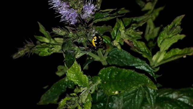 Bichos nocturnos смотреть онлайн