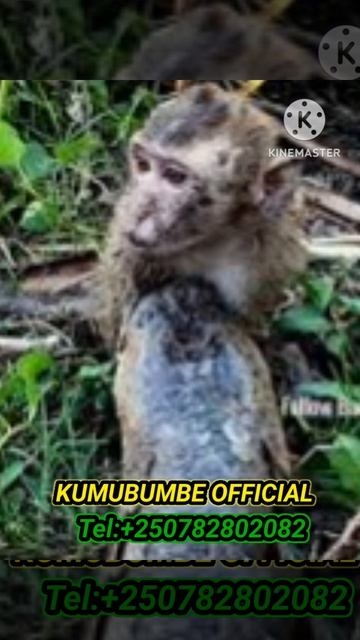 🛑THIS IS A GREATER FIGHT OF MONKEY vs BLACK FISH #africonwildline смотреть онлайн