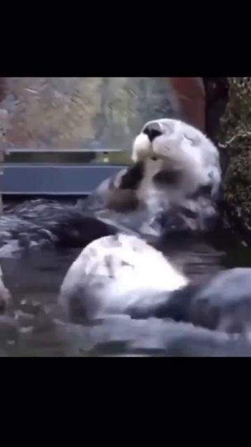 Вы когда-нибудь видели как умывается выдра??? #shorts смотреть онлайн