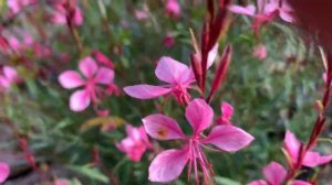 Гаура - цветок из мотыльков!