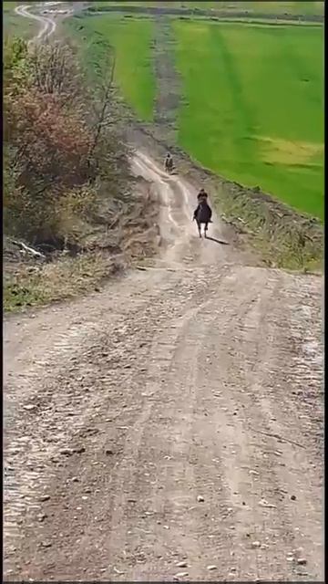 Поднялся галопом на гору . смотреть онлайн