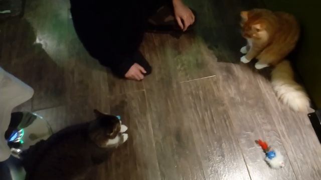 Учим кота Зевса гонять шарик смотреть онлайн