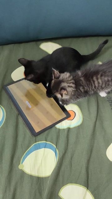 Кошка гоняется за мышкой, а кот только грызет планшет. #оле7 #cat #кот #животные #котик #cats смотреть онлайн