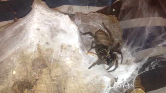 Acanthogonatus francki out feeding смотреть онлайн