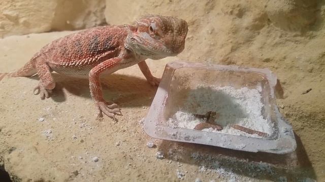 Roki vs Mączniki, Pogona vitticeps, bearded dragon смотреть онлайн