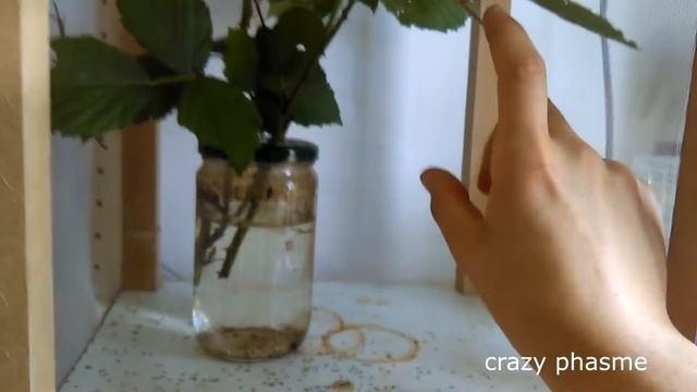 Fiche D'élevage Achrioptera Fallax