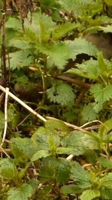 Cute Blackcap Bird #blackcap #shorts смотреть онлайн