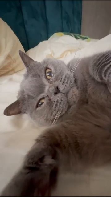 С этой кошкой шутки плохи. До конца #pets#cat#catlover#catlife смотреть онлайн