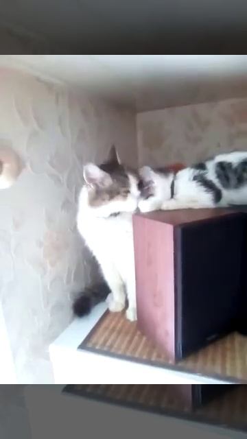 Кошки лисбиянки.1 8+!!! смотреть онлайн