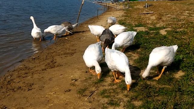 Гуси в Трубетчино смотреть онлайн