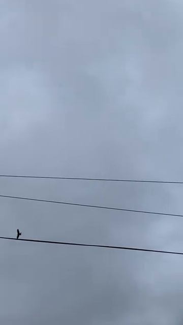 How do you tell the difference between a buzzard and a Red Kite?...#shorts #field #wild #redkite смотреть онлайн