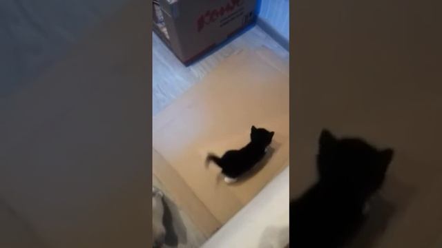 Отдам котят в добрые руки смотреть онлайн