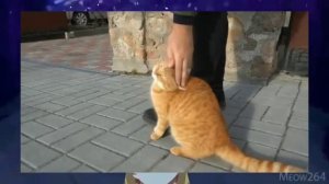 А-ну-ка Давай-ка Коты воители | Можно засчитать на котов воителей?