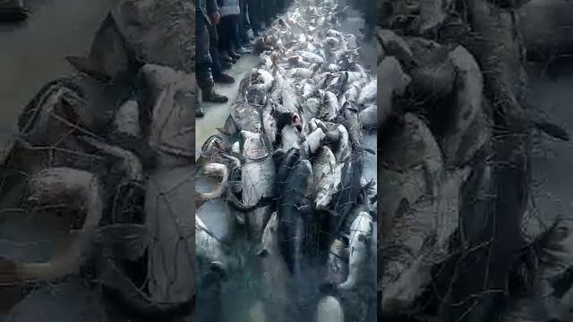 Вот это улов смотреть онлайн