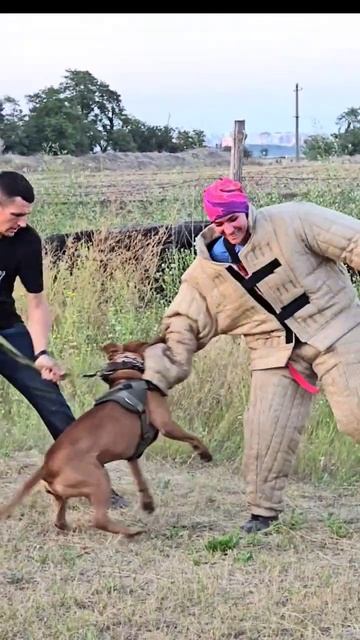 🔥Red pitbull attack. Detention of the intruder. #DAYBERGODESSA Training of service dogs. Odessa. смотреть онлайн