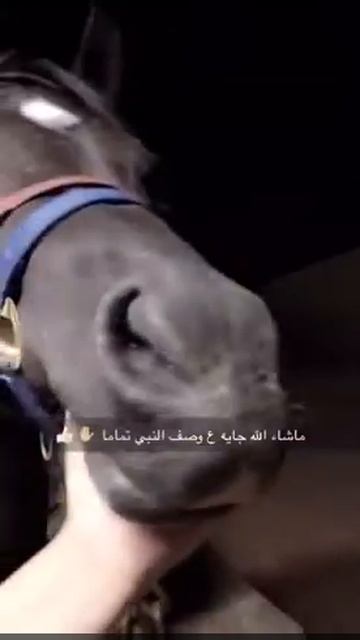 самый лучший порода конь в мире смотреть онлайн