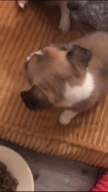 Little Luna Pomchi смотреть онлайн