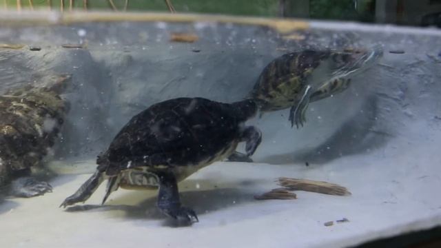 Red Eared Slider Turtles Swimming in their Pond to Relaxing Music смотреть онлайн