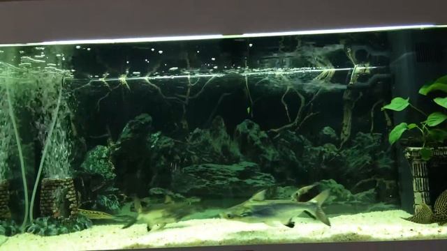 Обзор моего монстрятника смотреть онлайн