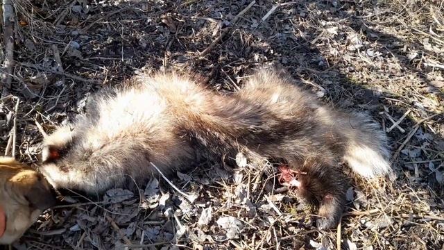 Вороны показали где енот. смотреть онлайн