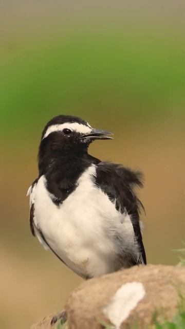White browed wagtail #wildlife #wildlifephotography #bird #birdphotography #birding #birdslover #ne смотреть онлайн