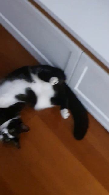 Funny cat Ula 585 смотреть онлайн