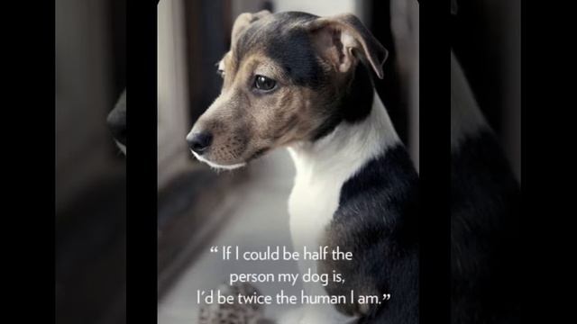 Quotes: The best friend…/07.12.22 07:27 смотреть онлайн