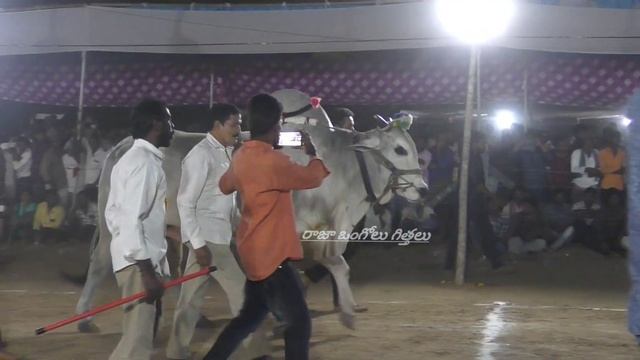 DVR memorial Bulls Dheera & ABHAYANTHU powerful Ongole bulls in AndhraPradesh amazing Ongole cattle смотреть онлайн