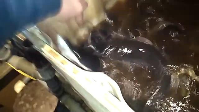 Мраморный сом смотреть онлайн