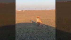 На вид нормальная, но потом оказалось, что больная бешенством лиса.