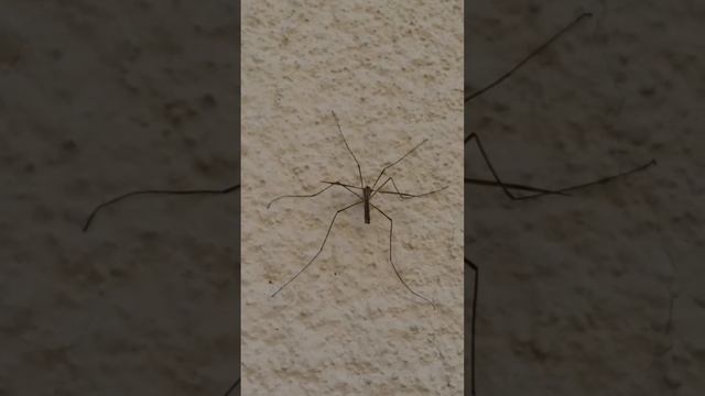 Pauk sjenokos ( lat. Aranea nemorosa) - Spider смотреть онлайн