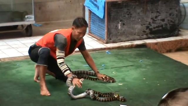 Тайланд 2010 шоу со змеями ч.2 смотреть онлайн