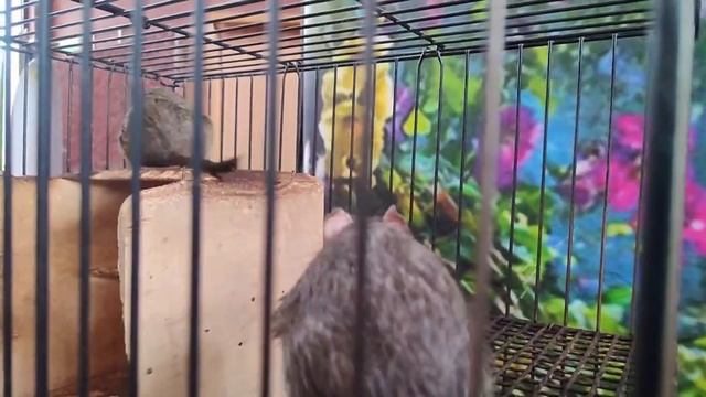 Арахнофобам не смотреть😯 Выставка рептилий и не только открыта в Солигорске смотреть онлайн