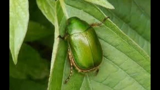 こがねむし смотреть онлайн