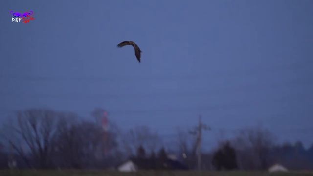 チュウヒの飛翔 202102 смотреть онлайн
