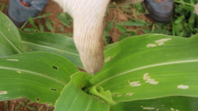 Manejo Integrado da Spodoptera frugiperda no milho смотреть онлайн