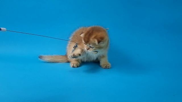 Шотландский львенок - Леон смотреть онлайн