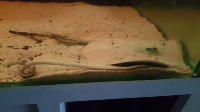 Potamotrygon hystryx attack worms смотреть онлайн