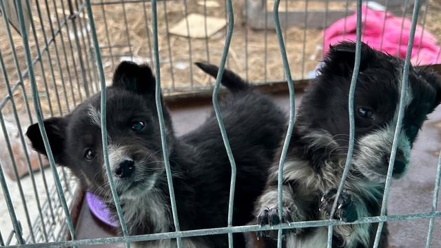 Сказки из жизни. Ангелы просят помощи! Помощь 89135440512. смотреть онлайн