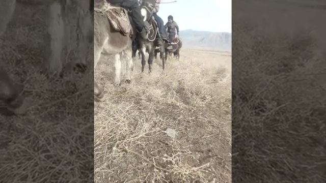 Эшек улак болду кок бел смотреть онлайн
