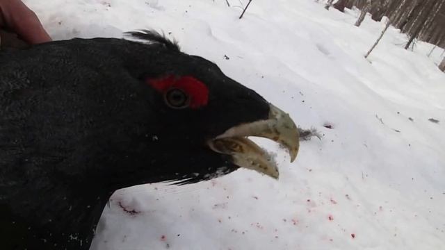 охота на глухаря смотреть онлайн