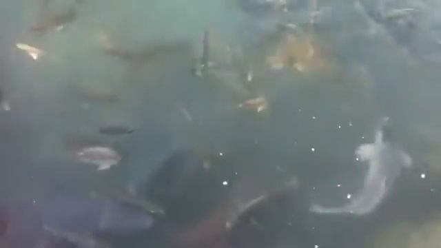 Мечта рыбака смотреть онлайн