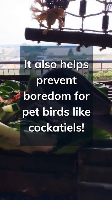 Can you believe this behaviour is essential for birds? 🐦 #shorts #birdfacts #cockatiels смотреть онлайн