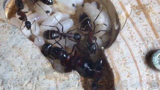 Camponotus ligniperda- NAJWIĘKSZA mrówka Europy! смотреть онлайн