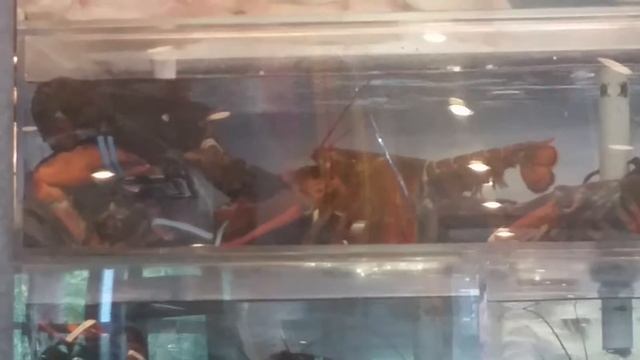 Lobsters Fighting Each Other смотреть онлайн