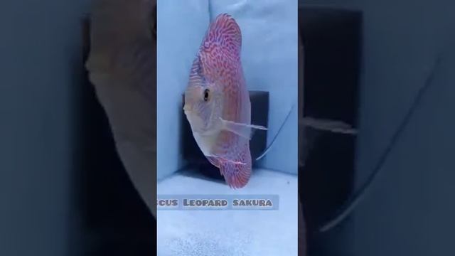 Semi royal, leopard sakura, soft blue diamond & leopard Discus Fish смотреть онлайн