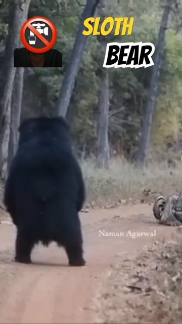 Sloth bear amazing 2024 #sloth #bear смотреть онлайн