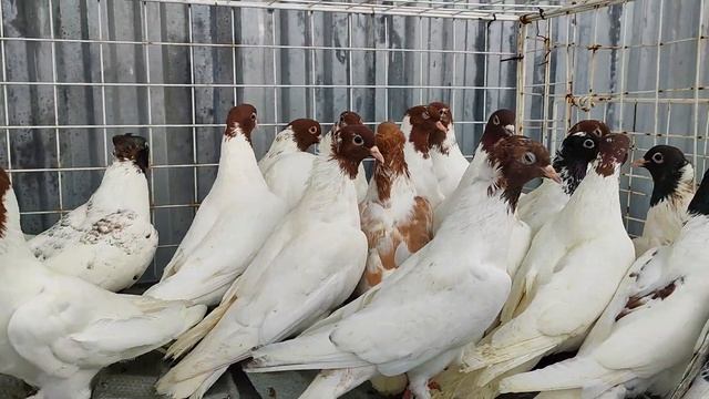 24.06.2024г Головатые на продажу! 89298223260 Константин смотреть онлайн