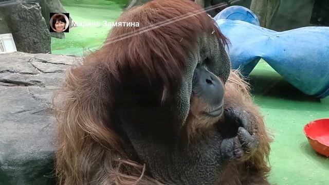 Орангутан самец Сандокан.