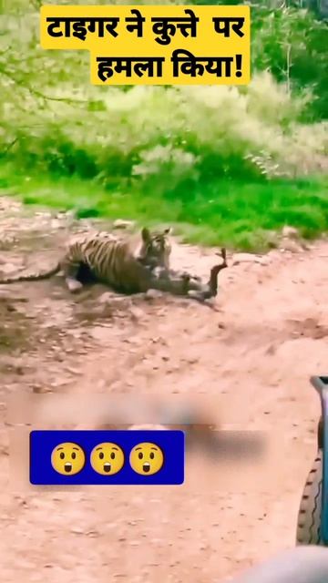 tiger attack dog in ranthambore national park #wildlife #shorts#short#viral#tredingshorts смотреть онлайн